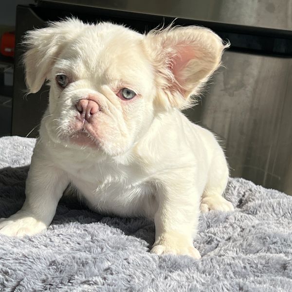 Fluffy French Bulldog