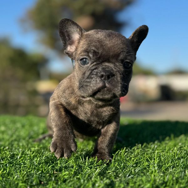 French Bulldog male