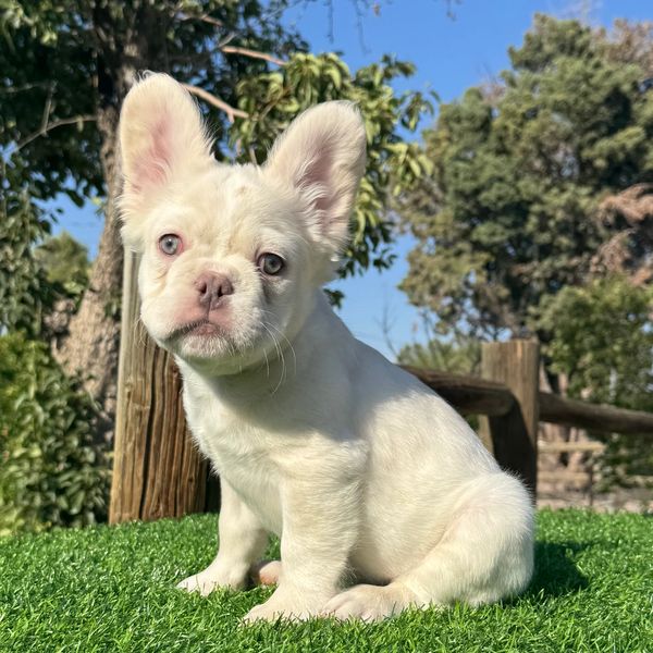 Fluffy French bulldog