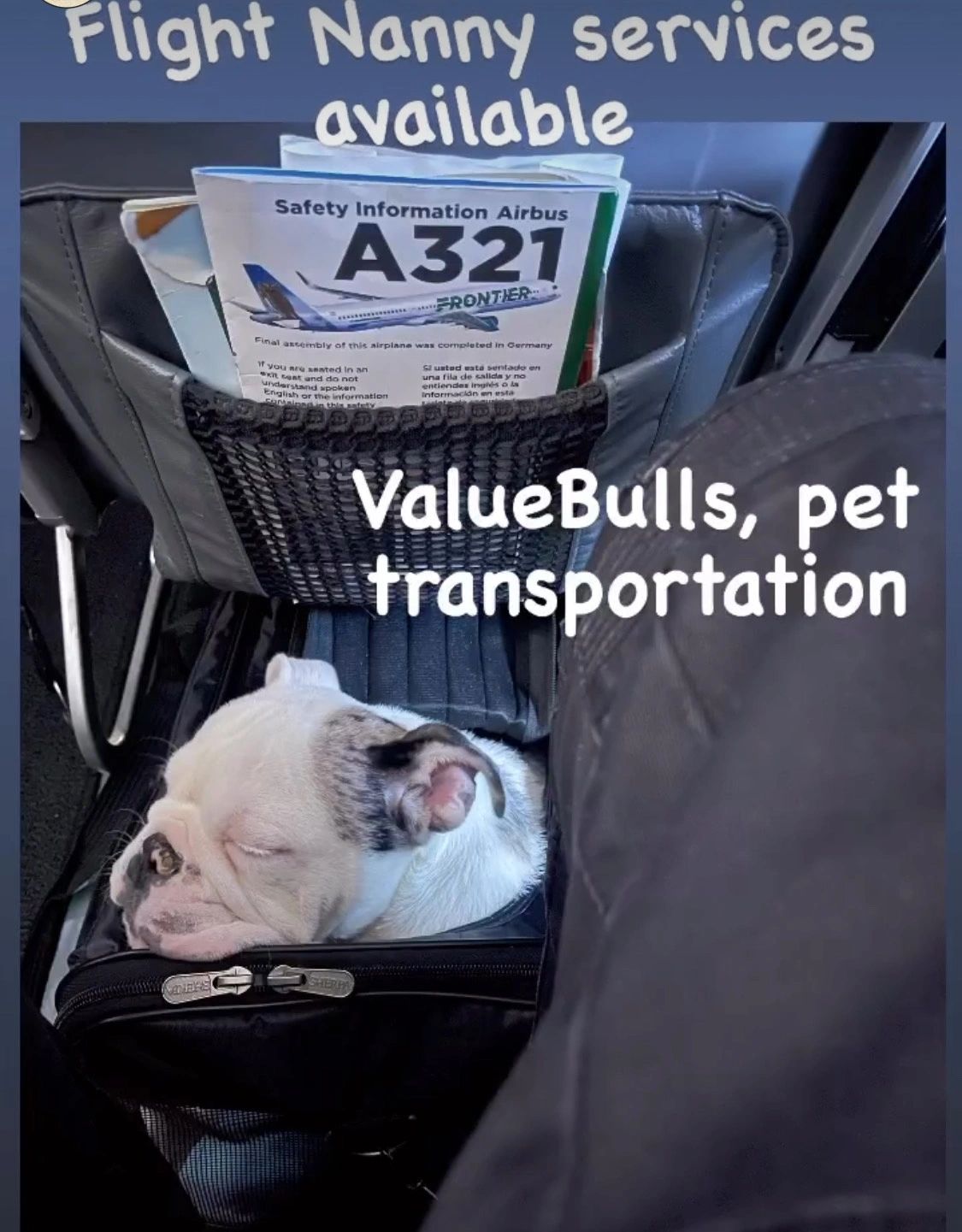 flight nanny service and pet transportation. pet delivery. pet shipping 