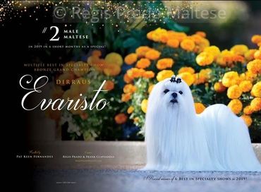 BISS GCHB DIRRAUS EVARISTO