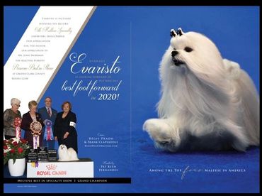 BISS GCHB DIRRAUS EVARISTO