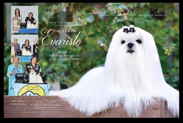 BISS GCHB DIRRAUS EVARISTO