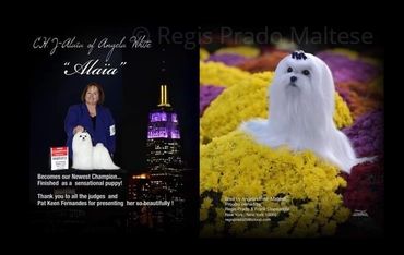 CH. ALAÏA OF ANGELA WHITE