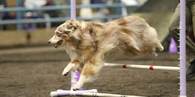 dog jumping over an obstacle