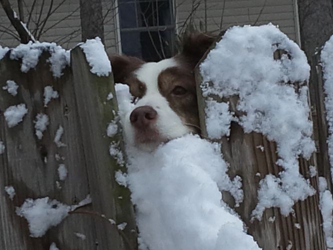 Dog peeking through fence