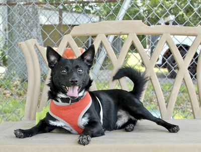 Meet Flower! A recent guest of the Warwick Animal Shelter.