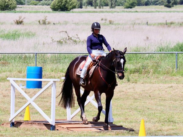 Person riding a dark horse over a wooden obstacle in a grassy field.