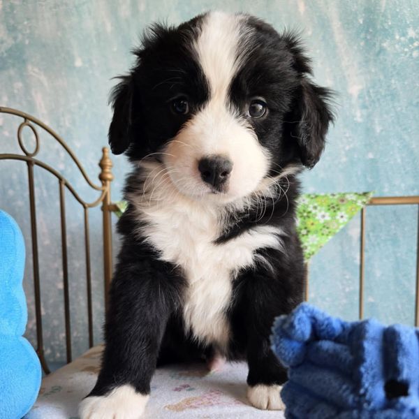 Designer Bernedoodles Canada Puppy available in BC Doodle Breeder of Miniature Bernedoodles