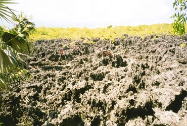 Jagged coral limestone formations with greenery in the background.
