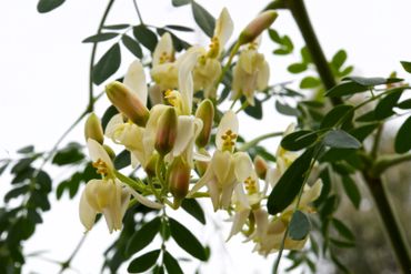 Moringa Flower are edible and available in Spain