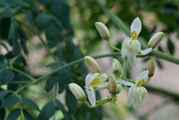 Moringa Flower edible