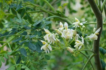 Moringa Flowers are edible and available in Spain