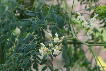 Moringa Flower edible