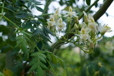 Moringa Flower are edible and growing in Spain