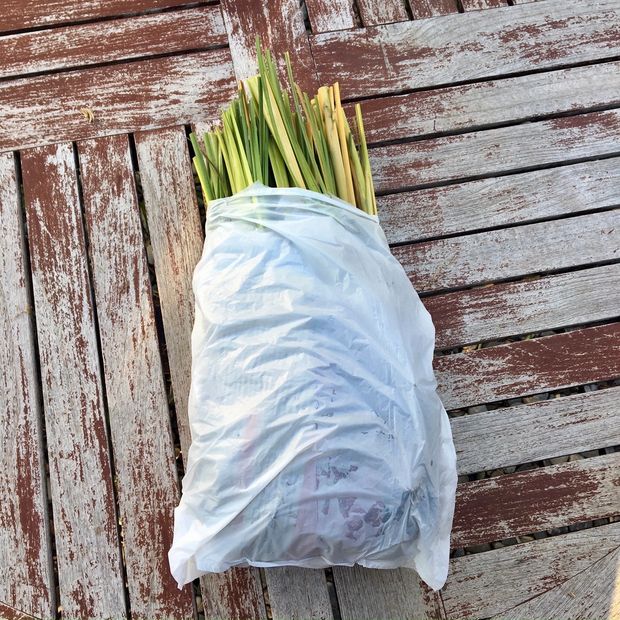 Chrysopogon zizanioides, commonly known as vetiver and khus wrapped ready for delivery.