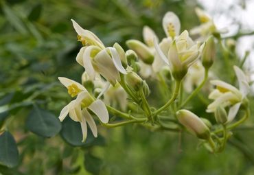 Moringa Flower edible