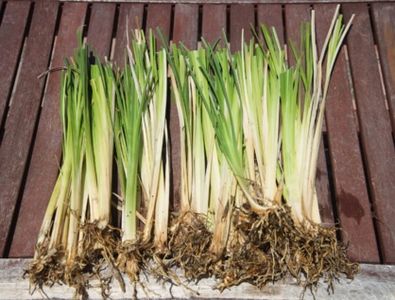 Chrysopogon zizanioides, commonly known as vetiver and khus