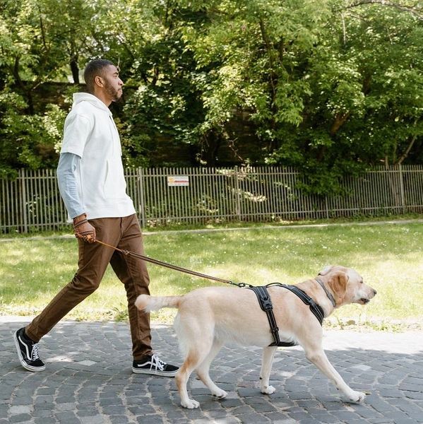 Taller para tener paseos equilibrados junto a tu perro