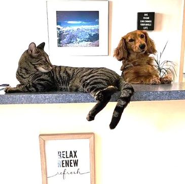 Cat and dog relaxing on a counter with motivational signs.