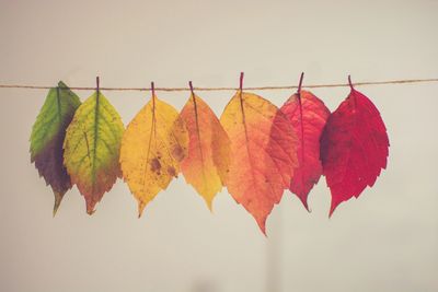 Colorful leaves hanging at a thread