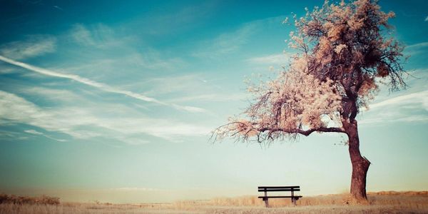 A bench and a tree