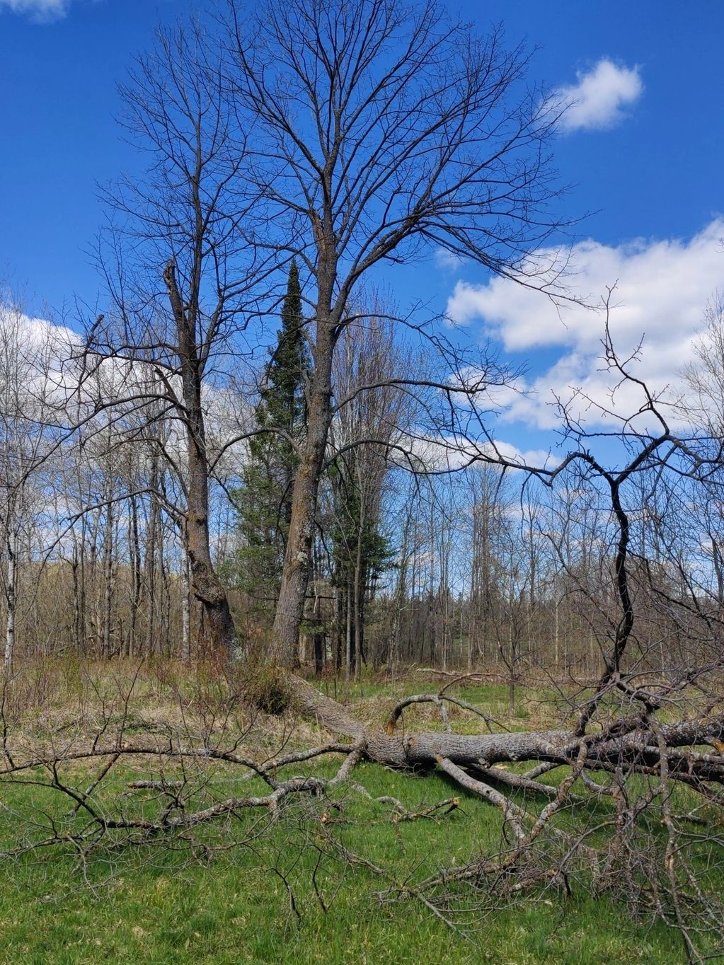 A fallen tree lies in a grassy clearing with leafless trees under a blue sky.