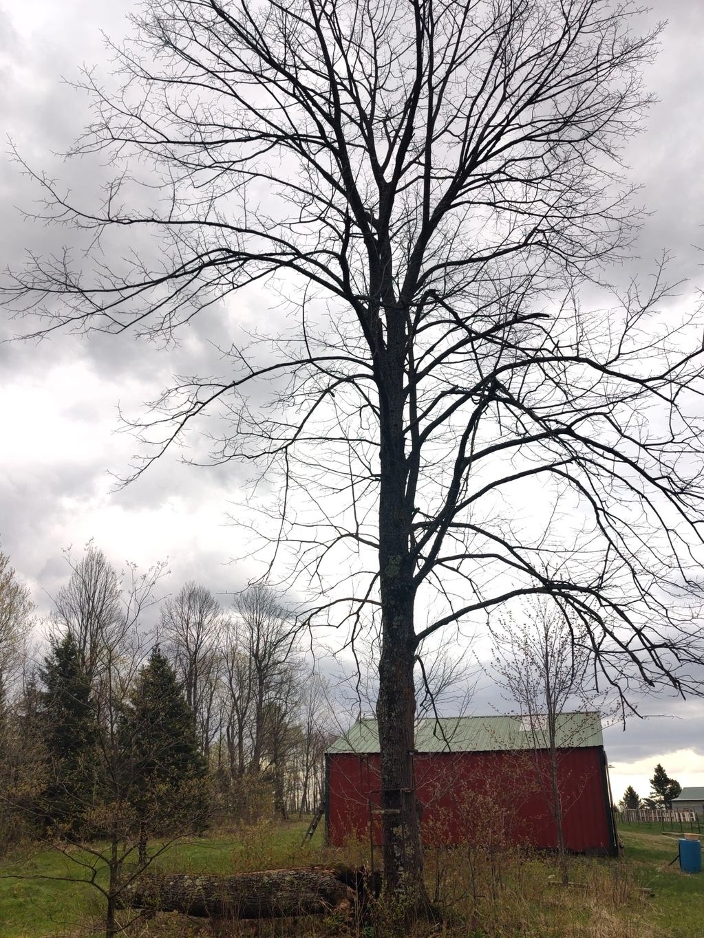 Bare tree stands tall beside a red barn on a cloudy day.