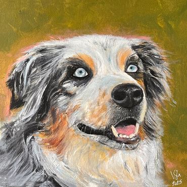 Australian shepherd portrait, 8x8 inch on canvas.