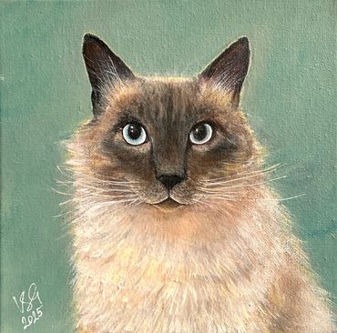 Siamese cat portrait.