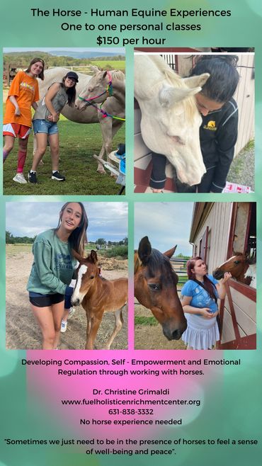 Join our beautiful horse experiences. Changing lives, one horse and one person at a time !
