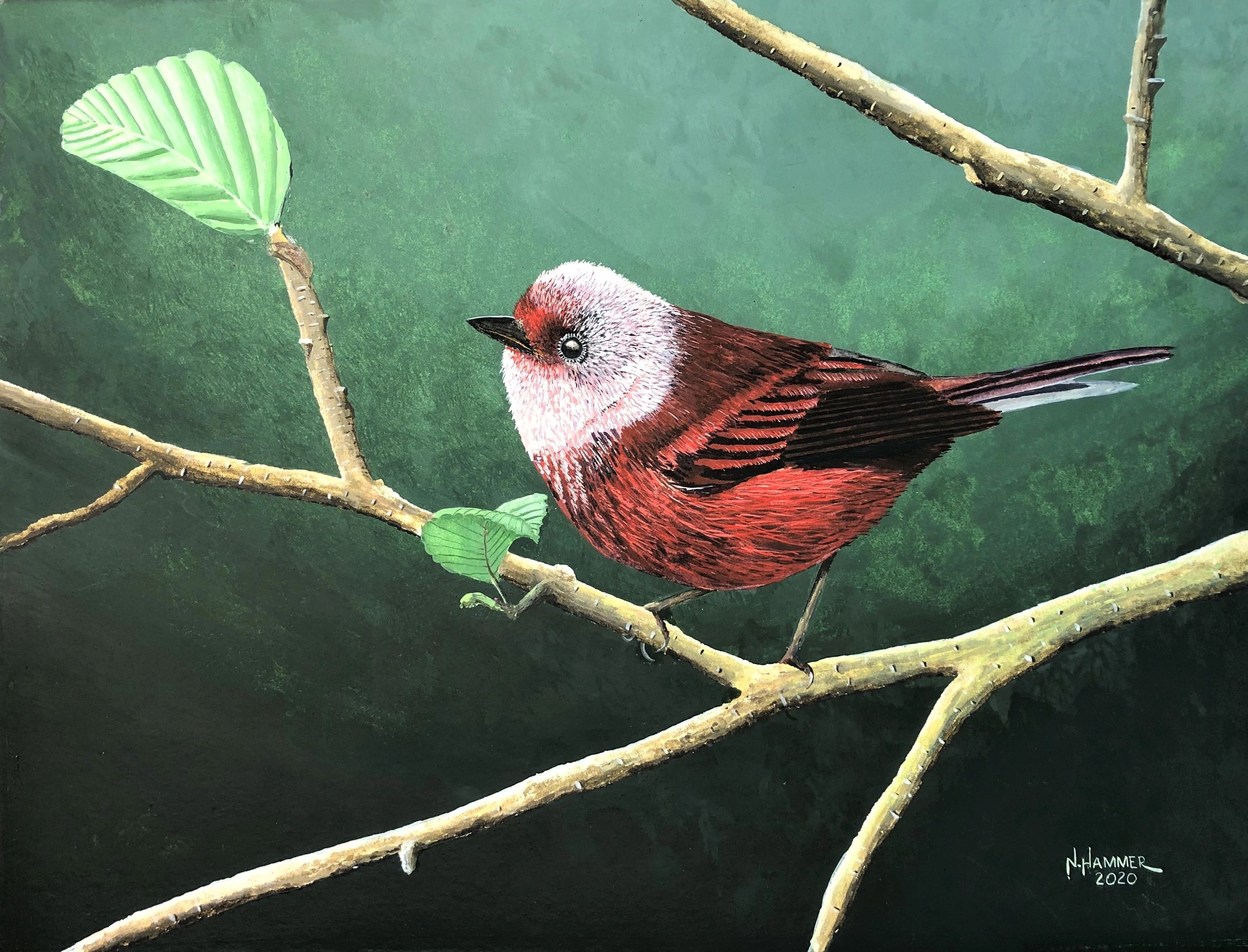 Pink-headed Warbler, 11"x15" watercolor painting, based on a Glenn Bartley photo. realistic bird art