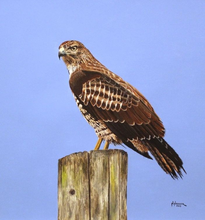 Red-tailed Hawk, 2018, Watercolor,
interpreted from a Michael Funk photograph 