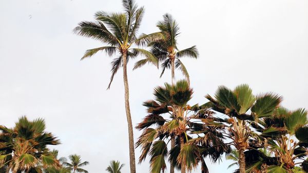 Palm trees