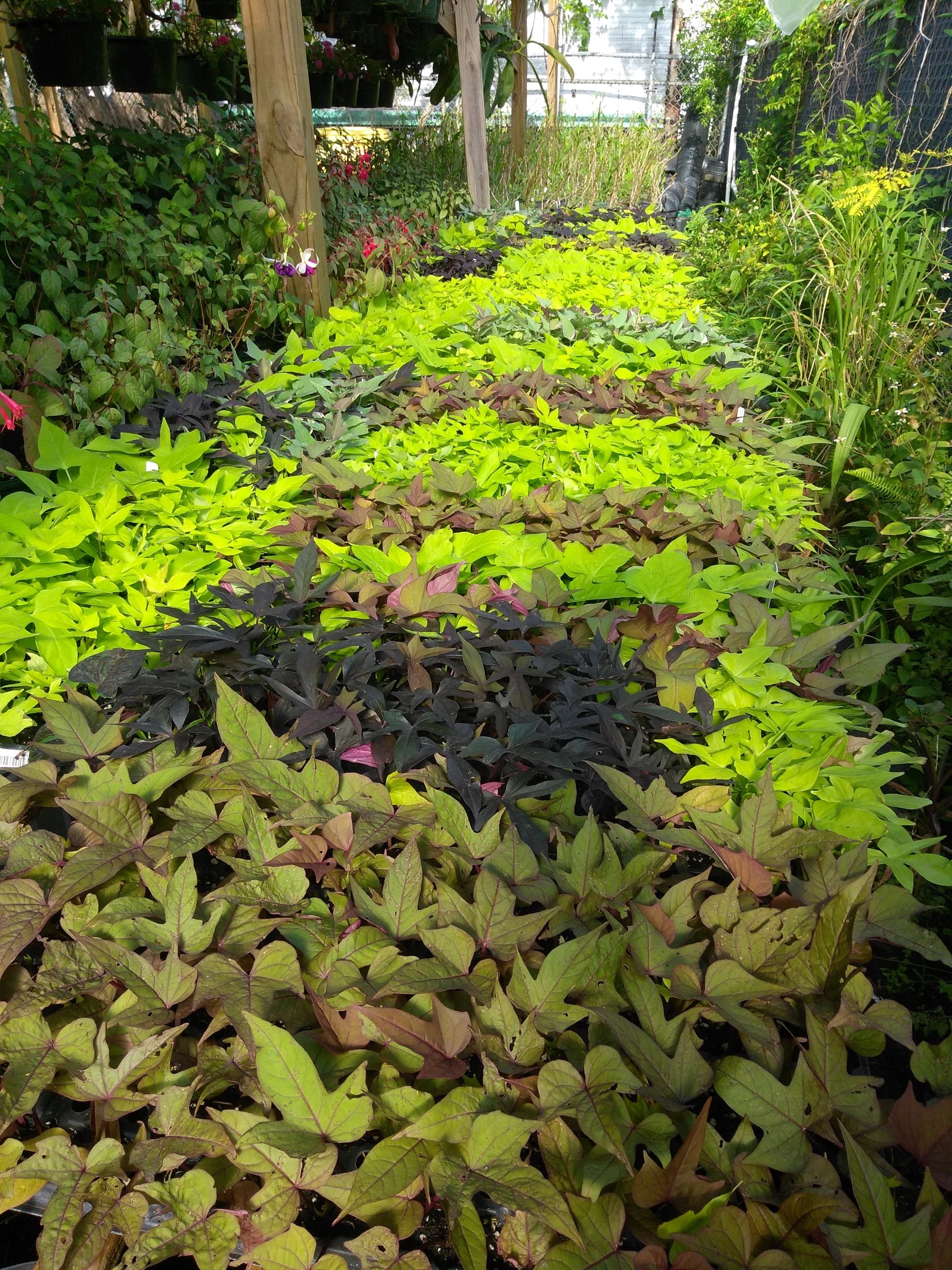 Farmer Joe Plants Wholesale Farmer Joe Plants Wholesale