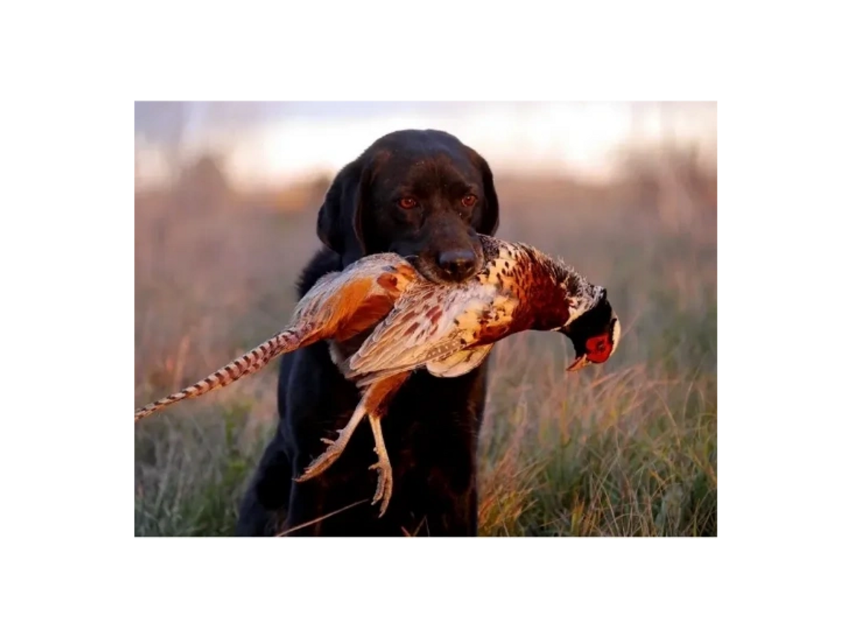 A black Lab proudly displays a rooster pheasant near Burlington, CO. Photo by © Jerry Neal/CPW