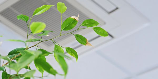 Indoor plant in foreground with ceiling air vent above