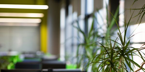 Indoor plant in foreground with office space blurred in background