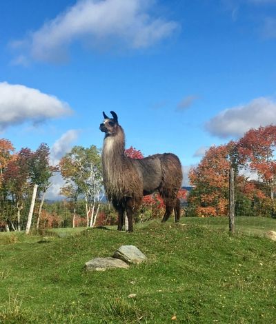 Mountain View Grand Farm