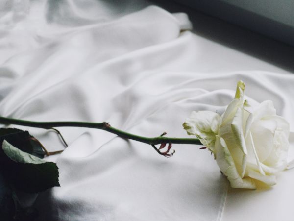White rose lying on white fabric.