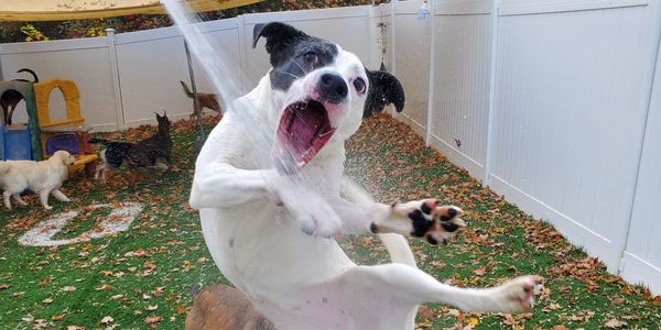 A dog jumps and reacts excitedly to a stream of water in a fenced yard.