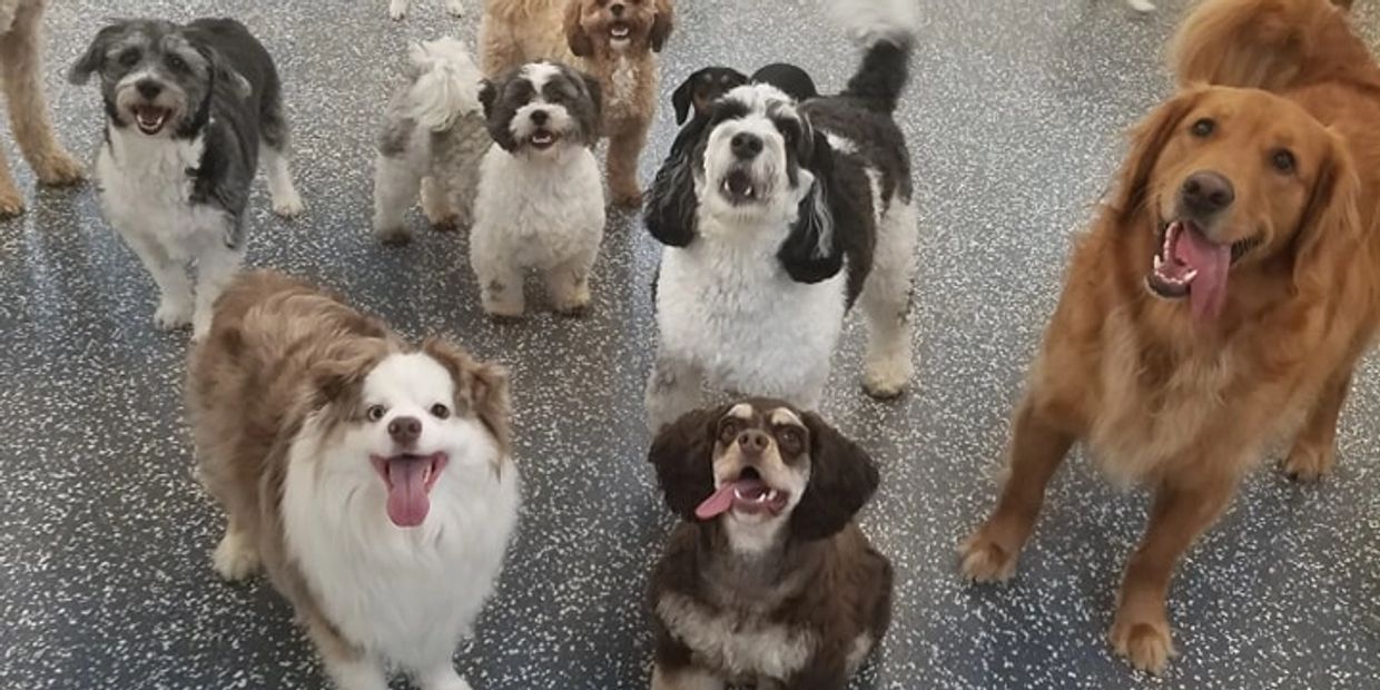 A group of happy dogs looking up eagerly indoors.