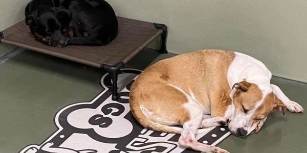 Two dogs sleeping peacefully on a kennel floor, one on a raised bed and one on a floor mat.