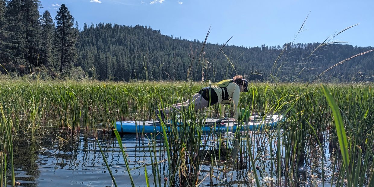 Sarah in plank pose on a stand up paddle board in Chatcolet Lake, among reeds, out on the water.