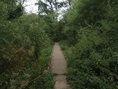 a path leading through a wooded area