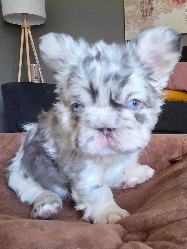 Frenchies for sale near me michigan ethical french bulldog breeder frenchies for sale