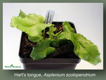 Young Hart's tongue fern in a pot.