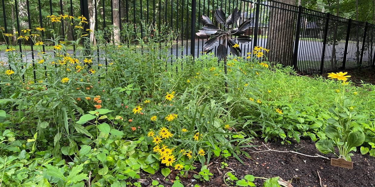 A vibrant garden with yellow flowers and a black metal fence in the background.