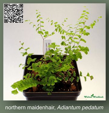 Northern maidenhair fern in a pot.