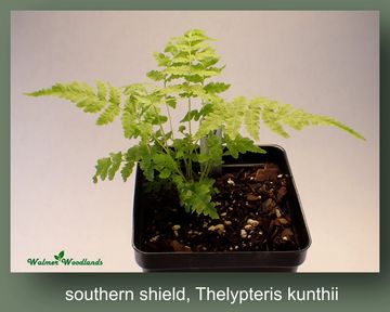 Southern shield fern in a pot.